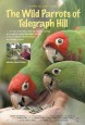 The Wild Parrots of Telegraph Hill